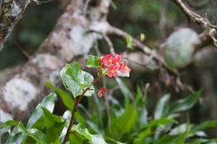 Begonia cucullata
