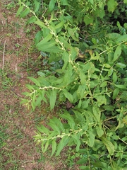 Carpesium abrotanoides