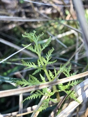 Pteris tremula