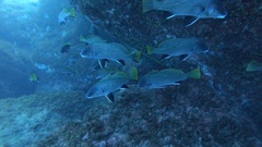 Sciaena umbra