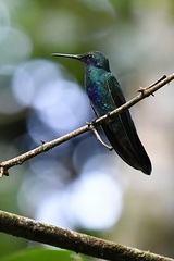 Colibri coruscans coruscans