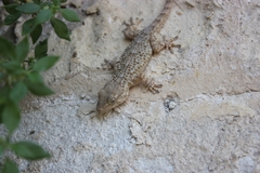 Tarentola mauritanica