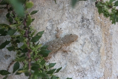 Tarentola mauritanica