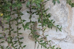 Tarentola mauritanica