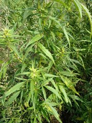 Cannabis sativa spontanea