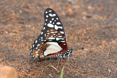 Graphium angolanus