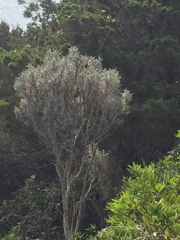 Anthyllis barba-jovis