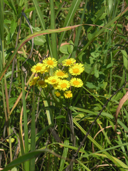 Inula japonica