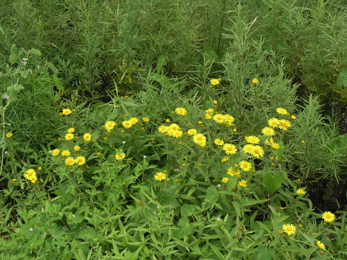 Inula japonica (Inula japonica)