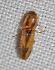 Conoderus vespertinus