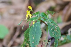 Impatiens racemosa