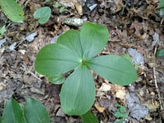 Isotria verticillata