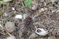 Chaetopelma olivaceum