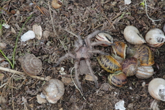 Chaetopelma olivaceum