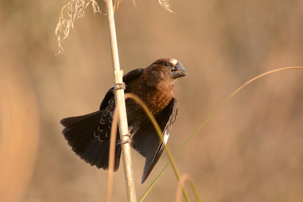 Thick-Billed Weaver