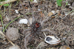 Chaetopelma olivaceum