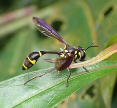 Monoceromyia javana