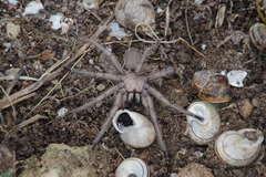 Chaetopelma olivaceum