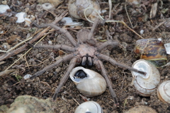 Chaetopelma olivaceum