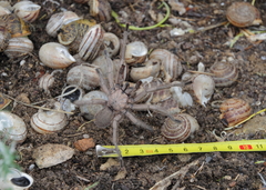 Chaetopelma olivaceum