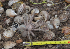 Chaetopelma olivaceum