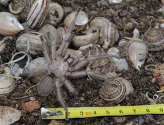 Chaetopelma olivaceum