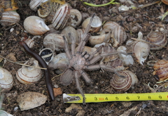 Chaetopelma olivaceum