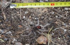 Chaetopelma olivaceum