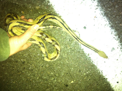 Bogertophis subocularis