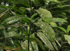 Psychotria auxopoda