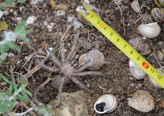 Chaetopelma olivaceum