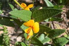 Platylobium parviflorum