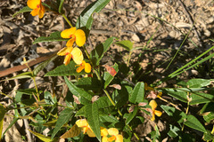 Platylobium parviflorum