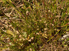 Laxmannia compacta