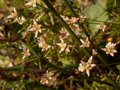 Laxmannia compacta