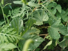 Podosphaera macularis