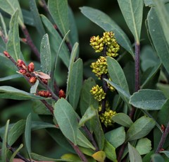 Myrica gale tomentosa
