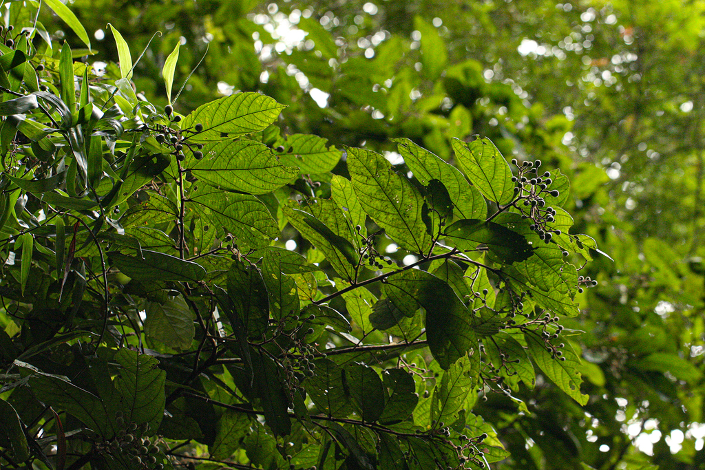Microcos oligoneura
