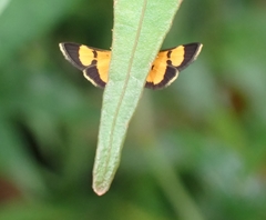 Aethaloessa