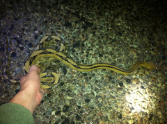 Bogertophis subocularis