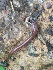 Arthurdendyus triangulatus