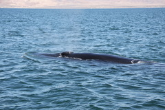 Balaenoptera edeni