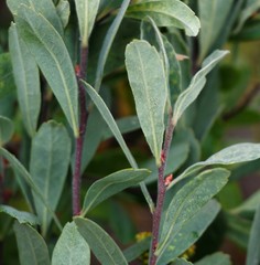 Myrica gale tomentosa