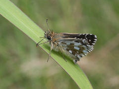 Pyrgus speyeri
