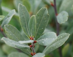Myrica gale tomentosa