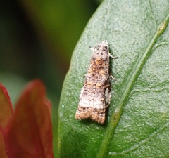 Syricoris