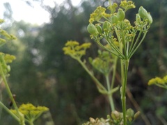 Pastinaca clausii