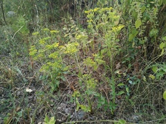 Pastinaca clausii