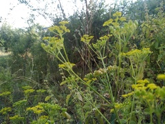 Pastinaca clausii