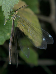 Banyutus
